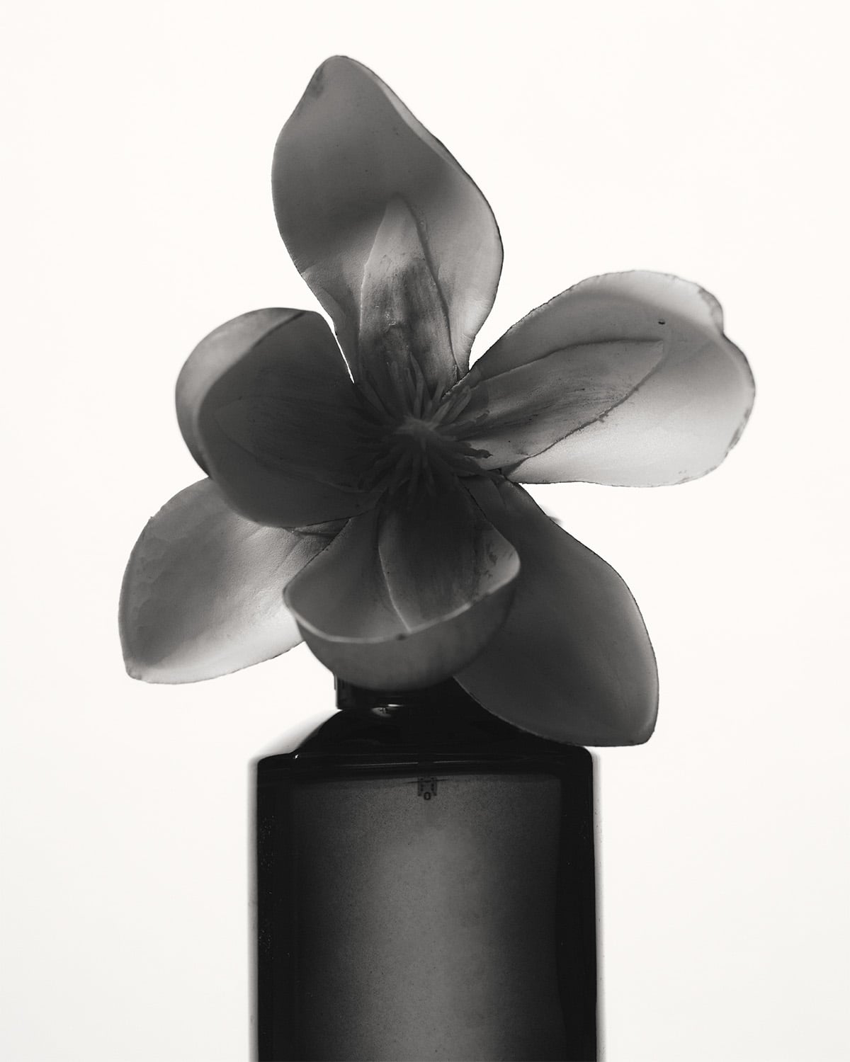 MAGNOLIA