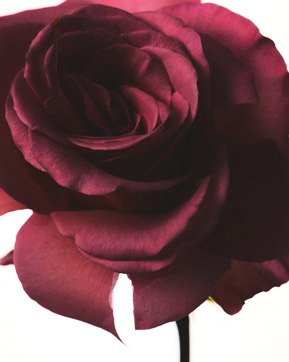 BULGARIAN ROSE ABSOLUTE