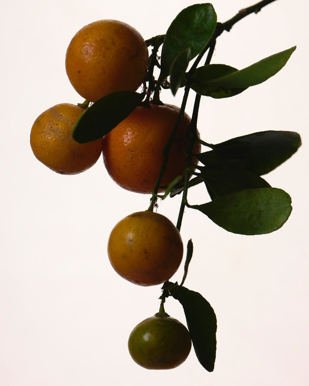 TANGERINE