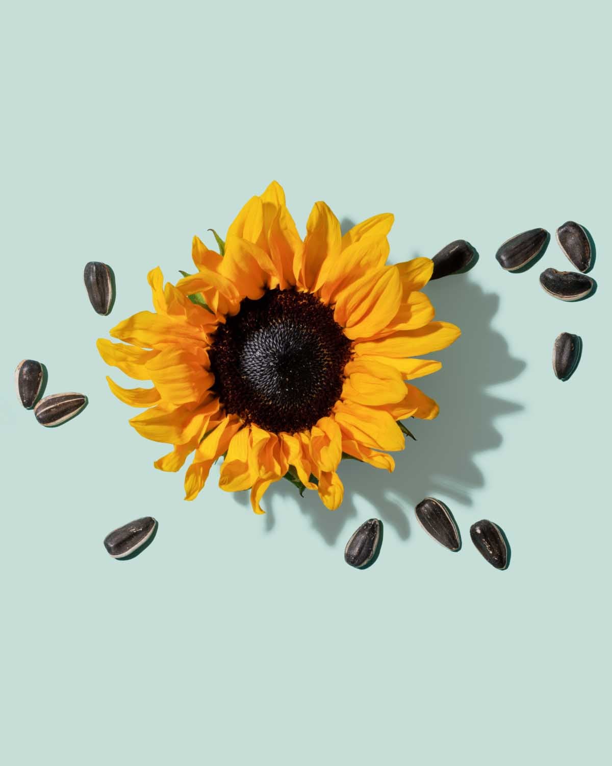 Provitamin B5