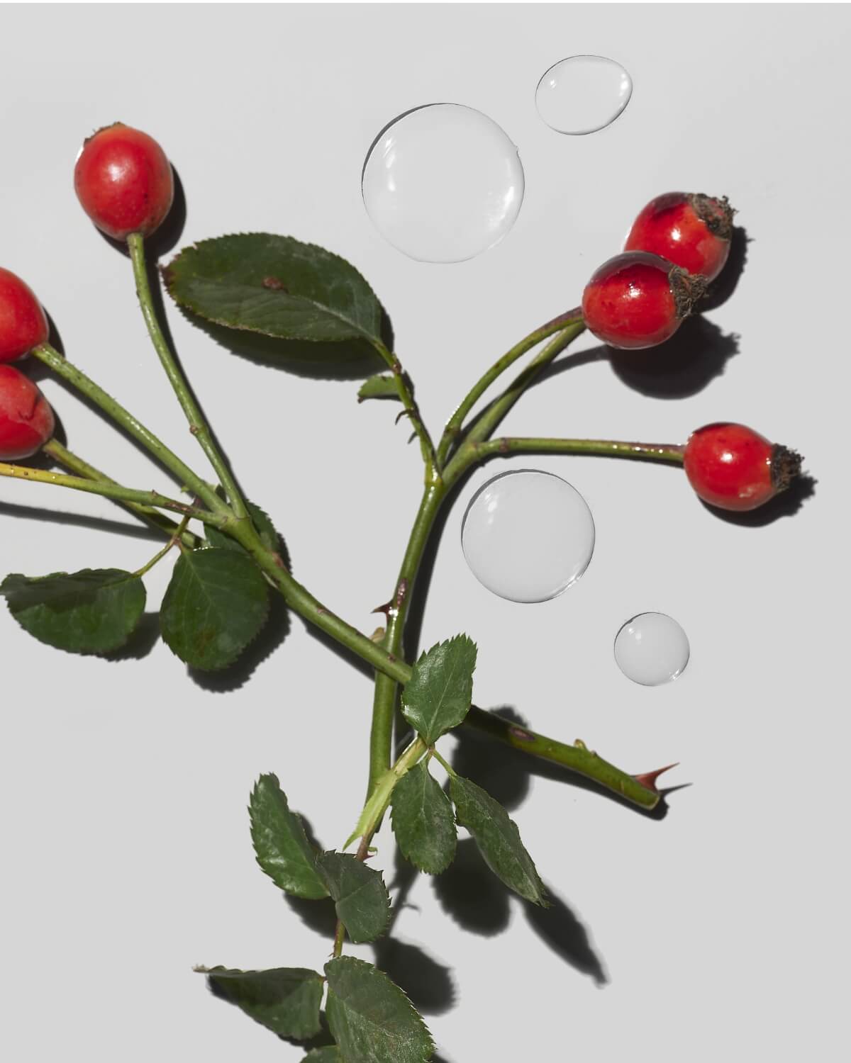 Jojoba Seed & Rosehip Fruit Oils