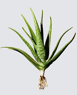 Aloe Juice