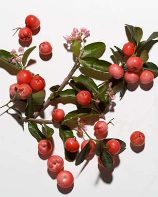 Barbados Cherry (Acerola) Extract