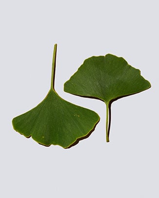 ✔ Ginkgo Biloba