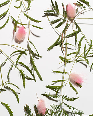 ✔ Caffeine & Persian Silk Tree
