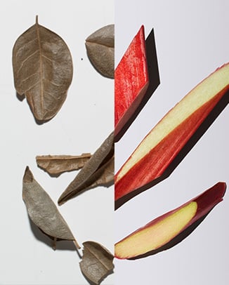 Boldo (Wild Chilean Mint) + Rhubarb Extracts
